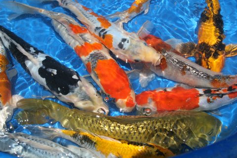 Details about   Pond Sticks Healthy Nutrition for Goldfish and Koi LBS Clear Water 